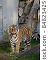天王寺動物園老虎 84823425