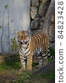 天王寺動物園老虎 84823428