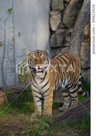 天王寺動物園老虎 天王寺動物園老虎 84823428