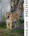 天王寺動物園老虎 84823430
