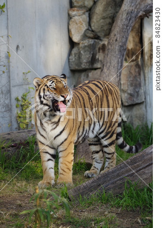 天王寺動物園老虎 天王寺動物園老虎 84823430