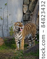 天王寺動物園老虎 84823432