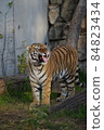 天王寺動物園老虎 84823434