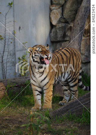 天王寺動物園老虎 天王寺動物園老虎 84823434