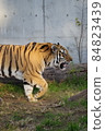 天王寺動物園老虎 84823439