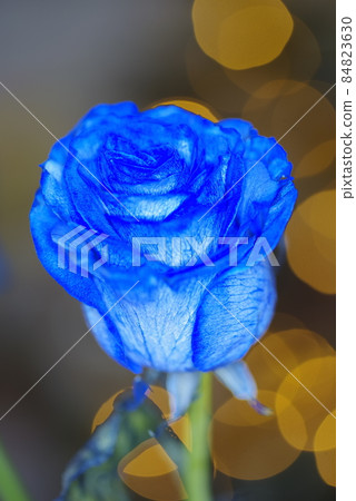 玫瑰藍:吸入藍色水而染成藍色的玫瑰花正在盛開。 玫瑰藍:吸入藍色水而染成藍色的玫瑰花正在盛開。 84823630
