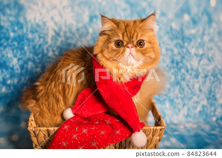 Red Persian cat in red Santa Claus scarf on Christmas Red Persian cat in red Santa Claus scarf on Christmas 84823644