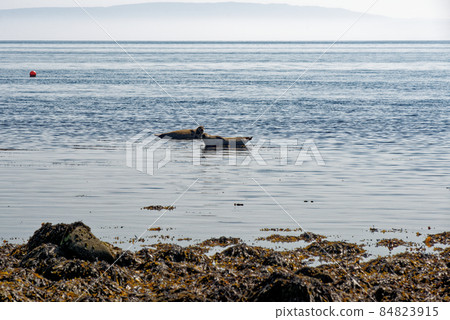 Common Seal on the shore of the Isle of Arran Common Seal on the shore of the Isle of Arran 84823915