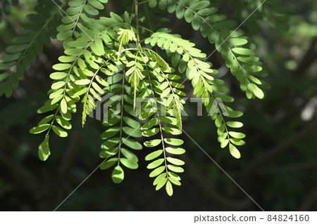 False indigo-bush False indigo-bush 84824160