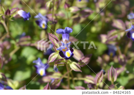 Wishbone flower 84824165