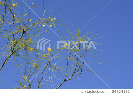 Jerusalem Thorn 84824181