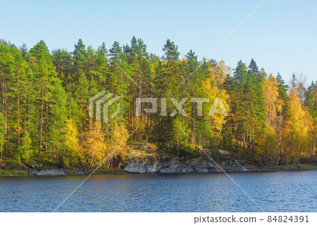 Trees on the cliffs of Lake Ladoga at autumn evening. Republic of Karelia. 84824391