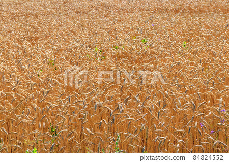 Field of ripe golden wheat close-up Field of ripe golden wheat close-up 84824552