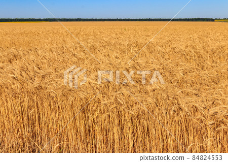 Field of ripe golden wheat Field of ripe golden wheat 84824553