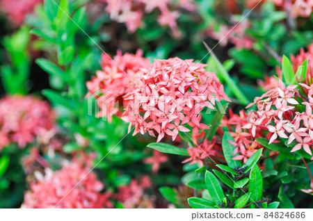 Ixora chinensis Lamk, Ixora spp or Zephyranthes or West Indian Jasmine Ixora chinensis Lamk, Ixora spp or Zephyranthes or West Indian Jasmine 84824686