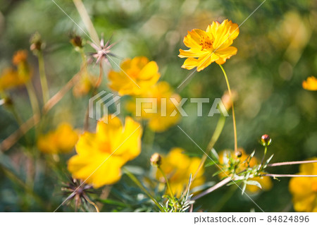 黃色波斯菊花 84824896