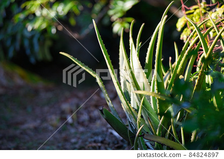 Aloe vera 84824897