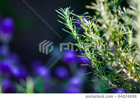 迷迭香 84824898