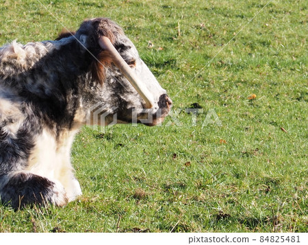 Cow looking into the distance 84825481