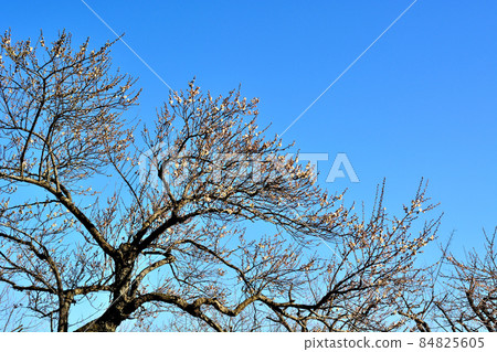 Plum grove in Kairakuen Senba Park 84825605