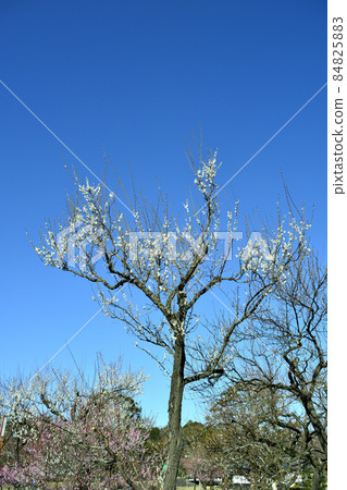 air樂園千葉公園的梅樹林 air樂園千葉公園的梅樹林 84825883