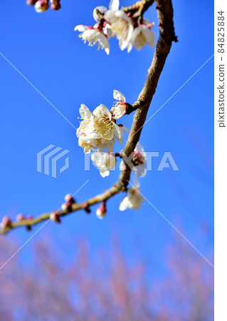 air樂園千葉公園的梅樹林 air樂園千葉公園的梅樹林 84825884