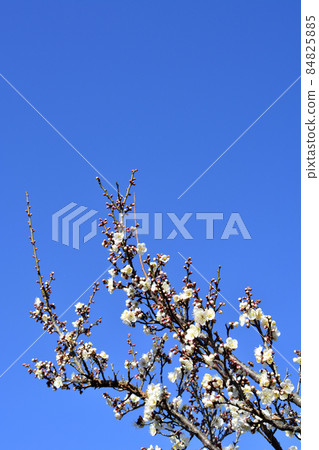 air樂園千葉公園的梅樹林 air樂園千葉公園的梅樹林 84825885
