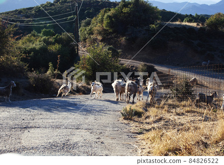goats walking on road in mountains, village landscape 84826522