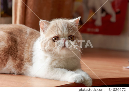 A beautiful kitten of the exotic shorthair breed lies on the brown background of the house. Color cream with white 84826672