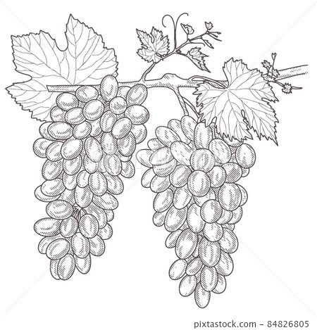 Vintage bunch of grapes. 84826805