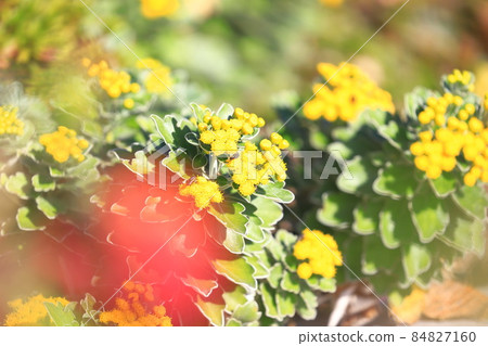 磯菊花 84827160