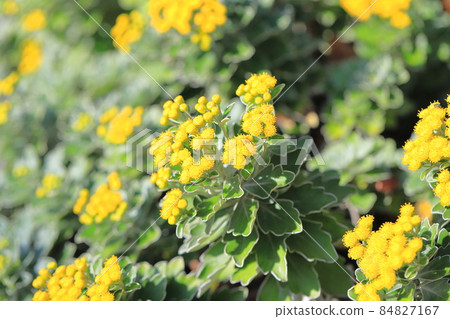 Isogiku flower 84827167
