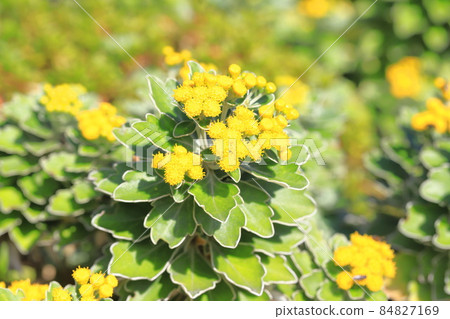 Isogiku flower Isogiku flower 84827169