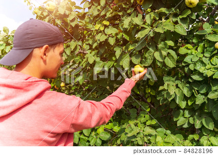 A man harvests quince. Quince Cydonia oblonga is a member of the genus Cydonia. A man harvests quince. Quince Cydonia oblonga is a member of the genus Cydonia. 84828196