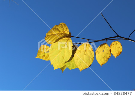 Landscape of blue sky and branches with leaves that turn yellow Landscape of blue sky and branches with leaves that turn yellow 84828477