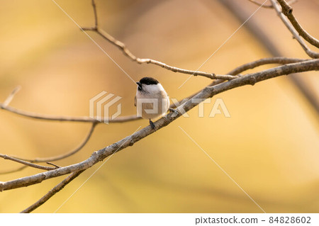 鱈魚坐在樹枝上 84828602