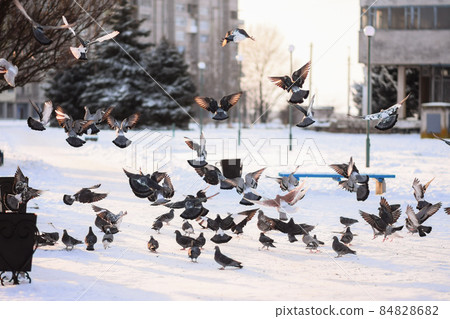 a flock of pigeons flies and sits on the snow. bird feeders in winter in the snow. 84828682