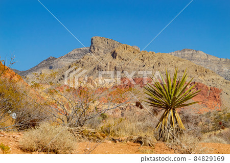Sunny view of the landscape in Calico Basin Trail 84829169