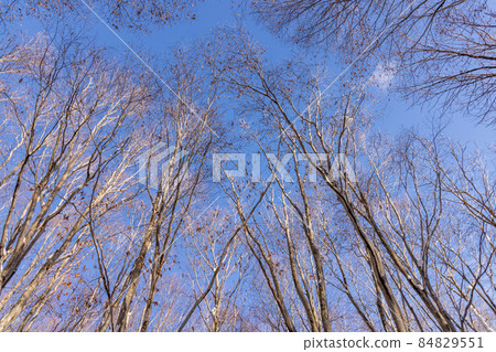 Hakkoda在初冬 Hakkoda在初冬 84829551