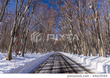 Hakkoda in early winter 84829564