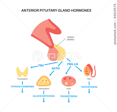Pituitary gland hormones 84829574