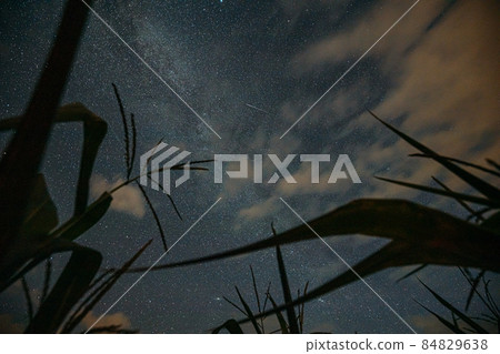 Bottom View Of Night Starry Sky With Glowing Stars And Meteoric Track Trail From Green Maize Corn Field Plantation In Summer Agricultural Season. Night Starry Sky With Glowing Stars Above Cornfield In 84829638