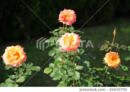Rose flowers Singin in the rain 84830799