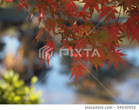 淡淡的 淡淡的 84830958
