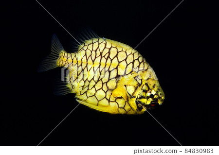 Monocentris japonica black background 84830983