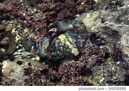 Xanthidae Variety of Xanthidae Xanthidae Variety of Xanthidae 84830986