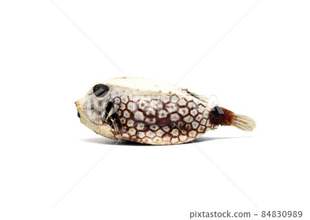 黃箱魚漂流被遺棄的白色背景 84830989
