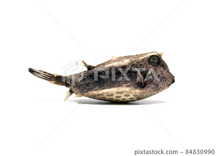 箱魚漂上岸,刺背牛魚漂流白色背景 箱魚漂上岸,刺背牛魚漂流白色背景 84830990