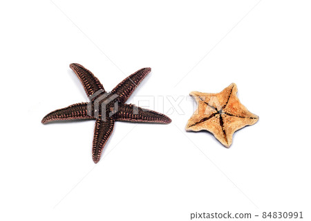 漂浮的海星 漂浮的物體 白色背景 漂浮的海星 漂浮的物體 白色背景 84830991