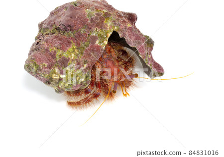 Monodonta confusa hermit crab white background 84831016